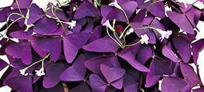 Кислица пестроцветная посадка и уход