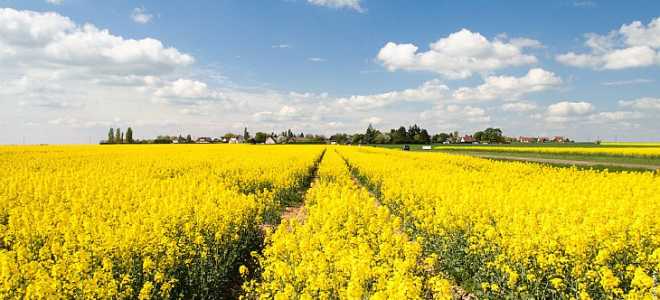 Желтые цветы на полях