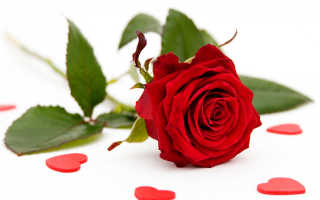 Красная роза цветок