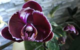 Орхидея каменная роза