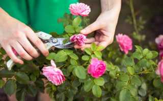 Как правильно обрезать отцветшие розы