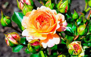 Роза флорибунда сорта описание