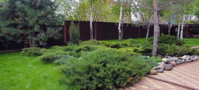 Посадка хвойных деревьев осенью