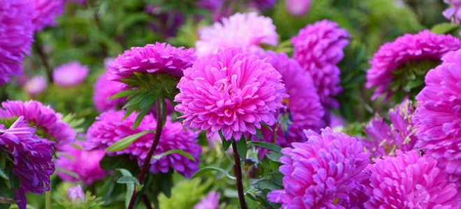 Астра садовая