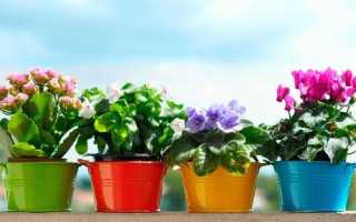 Подкормка для цветов в домашних условиях