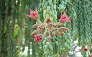 Очиток моргана