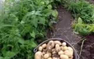 Выращивание картофеля в теплице зимой