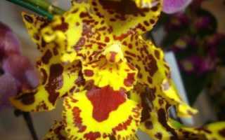 Тигровая орхидея