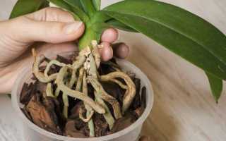 Почему у орхидеи корни растут вверх