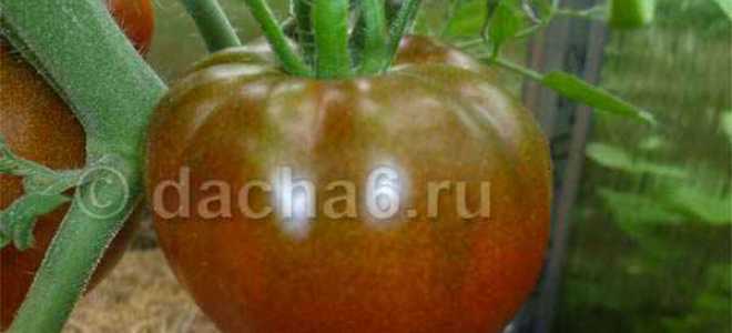 Лучшие сорта кистевых томатов для теплиц