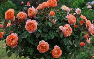Роза плетистая вестерленд