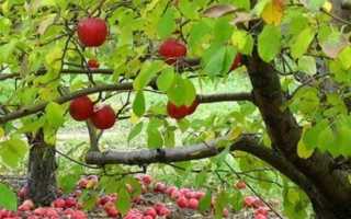 Чем опрыскивать плодовые деревья осенью от вредителей