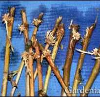 Как размножить хризантему черенками осенью
