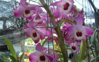 Разновидности орхидей дендробиум как ухаживать