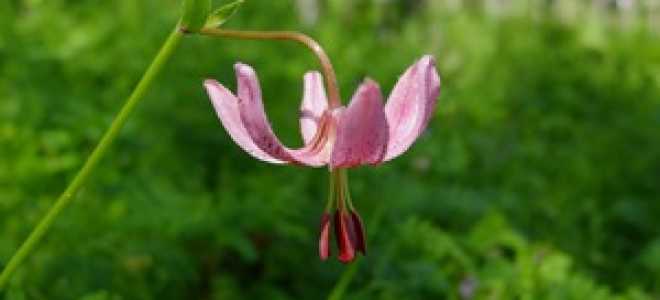 Лилия лесная