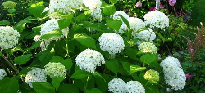 Все о гортензии виды посадка уход обрезка