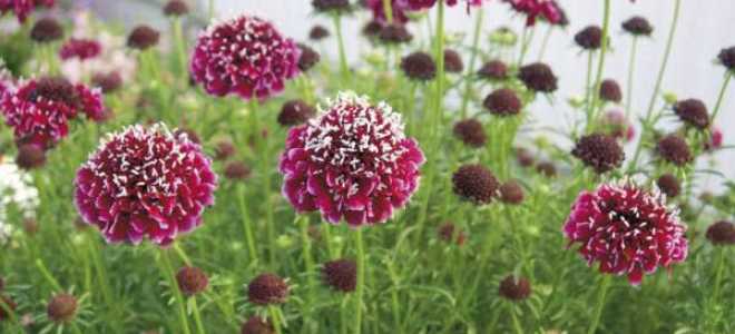 Скабиоза посадка и уход