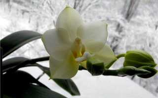 Как поливать орхидею в домашних условиях