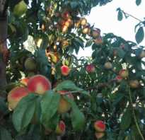 Подкормка персика осенью
