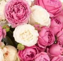 Пионовидные розы сорта