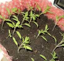 Как вырастить томаты в теплице из поликарбоната