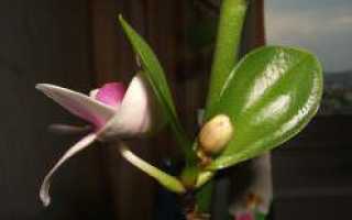 Детка орхидеи на цветоносе