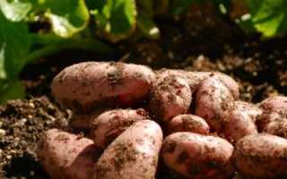 Как обновить картофель для посадки