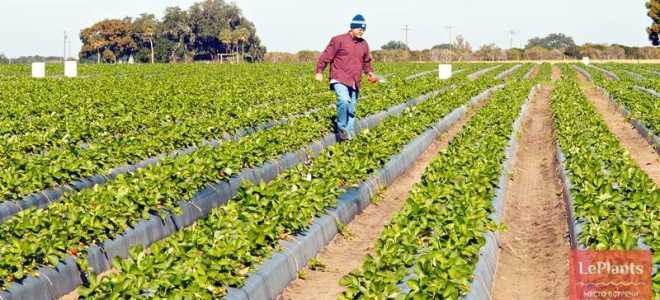Как правильно ухаживать за клубникой осенью