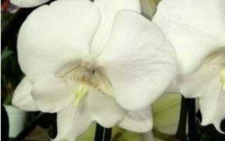 Лимонная орхидея