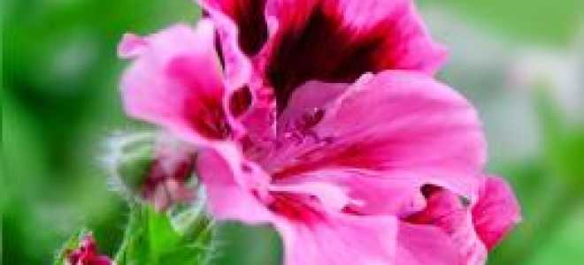 Черенкование пеларгонии осенью