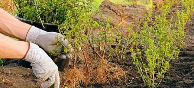 Когда пересаживать сирень весной или осенью