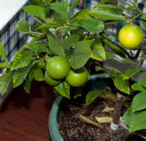 Удобрения для лимона в домашних условиях