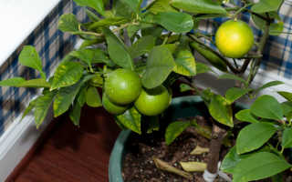 Чем подкармливать лимон в домашних условиях