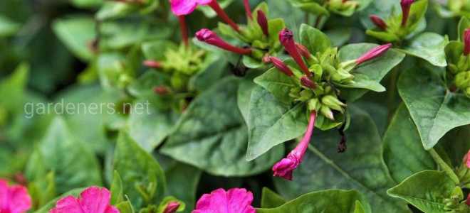 Цветы которые пахнут ночью