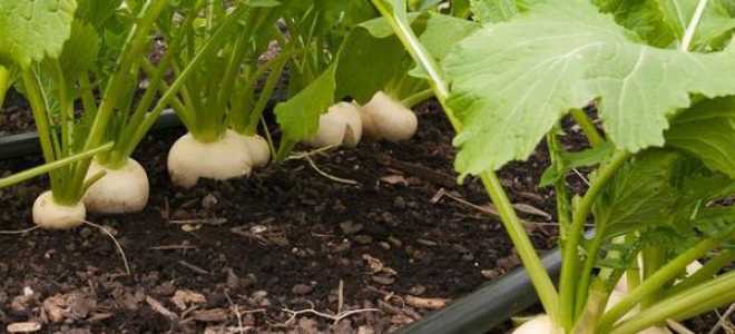 Репа посадка и уход сроки посадки