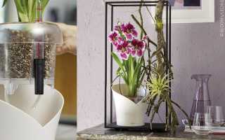 Как правильно посадить орхидею в горшок