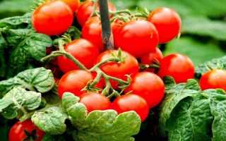 Кистевые томаты для теплиц сибирская серия
