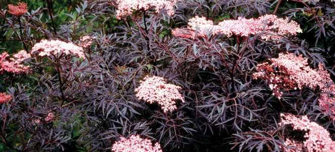 Бузина черная блэк лэйс посадка и уход