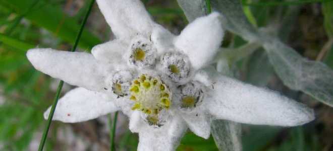 Эдельвейс альпийский