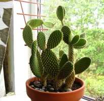 Размножение кактусов в домашних условиях