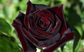Черная роза сорт