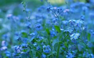 Растение с синими цветами