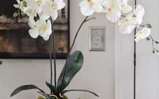 Цветок орхидея уход в домашних условиях