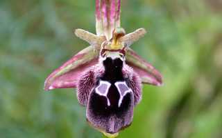 Необычные орхидеи
