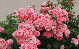 Что такое роза флорибунда