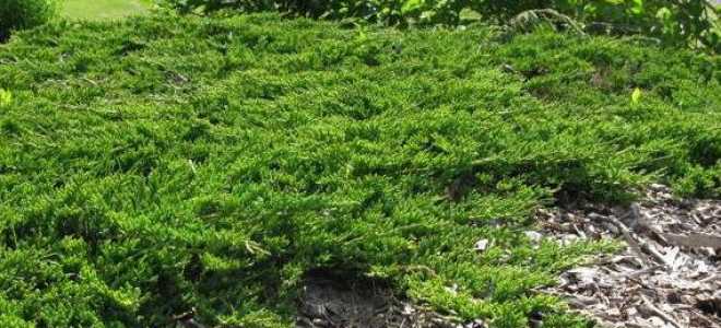 Можжевельник принц уэльский посадка и уход