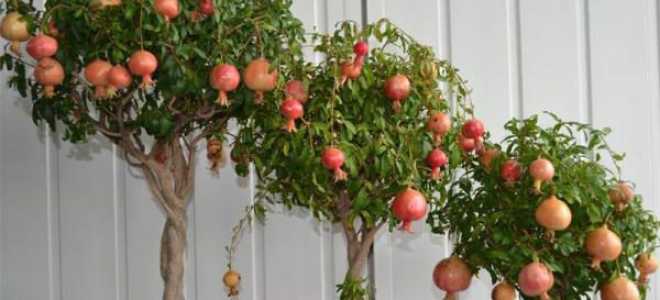 Гранат посадка и уход в домашних условиях