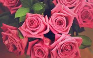 К чему дарят розовые розы