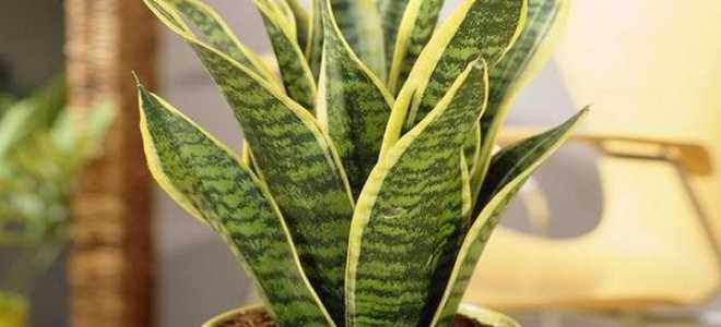 Щучий хвост цветок уход