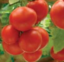 Лучшие сорта крупноплодных томатов для теплиц